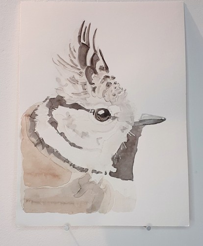 Mésange huppée aquarelle - mésange,