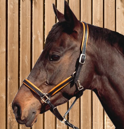Stable halter leather