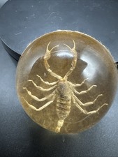 Scorpion Paperweight - Clear