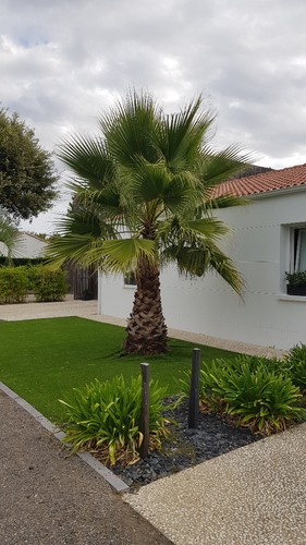 Washingtonia robusta palmier - robusta,