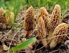 Mycélium de Morille Blonde - Cultivez vos Champignons - grow mushrooms kit