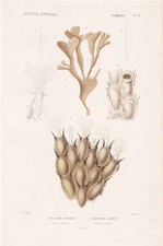 Flustra Foliacea Corail