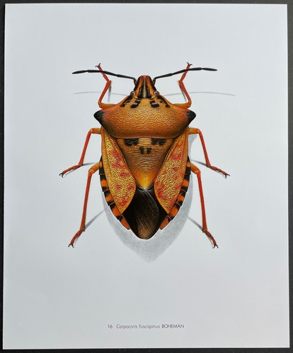 Entomologie carpocoris - entomologie,
