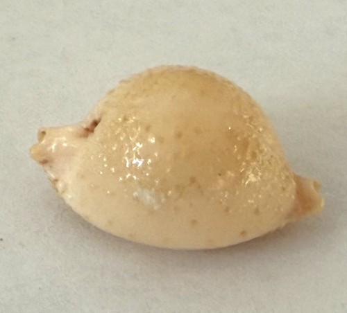 Coquillage cypraea cicercula - ,