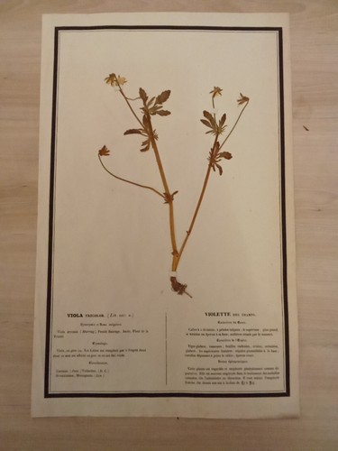 Ancien herbier botanique - ancien,