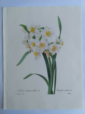 PLANCHE PJ REDOUTÉ PLUS BELLES FLEURS NARCISSE A PLUSIEURS FLEURS CHAPUY