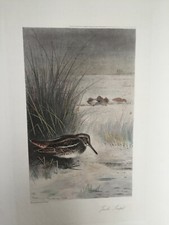 Gravure anglaise "JACK SNIPE"