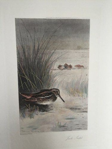 Gravure anglaise jack snipe - gravure, snipe"