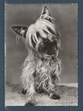 CPSM vers 1960  nature faune animaux  chien  yorkshire  terrier