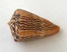 Coquillage Conidae Princeps 51.90mm Guayamas Sonora Mexique