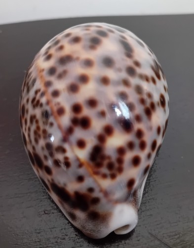 Cypraea tigris mm - cypraea,