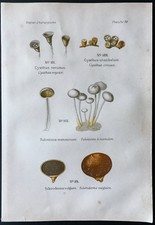 1891 - Planche couleur