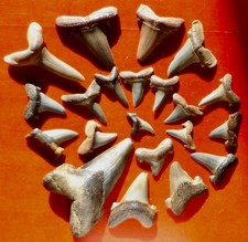 LOT DE DENTS DE REQUINS FOSSILES DU LÉDIEN DE BELGIQUE