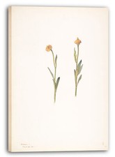 Toile/Cadres Margaret Neilson