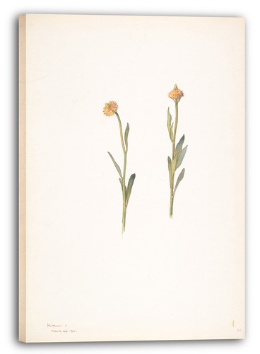 Toile cadres margaret neilson - toile/cadres,