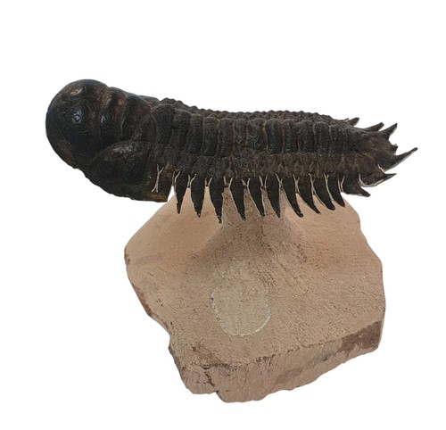 Trilobite fossils