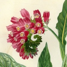 Botanique Fleur Symphytum Purpureum - Gravure aquarelle originale XIXe