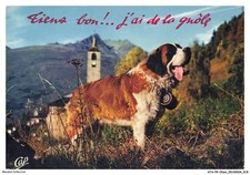 ATAP9-0637-CHIEN - St-bernard