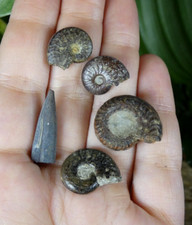 Lot 4 Ammonites + Rostre