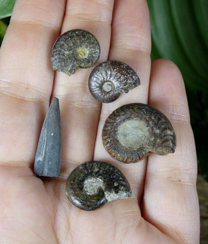 Lot ammonites rostre - ammonites, +