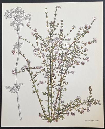 Botanique boule neige - de,