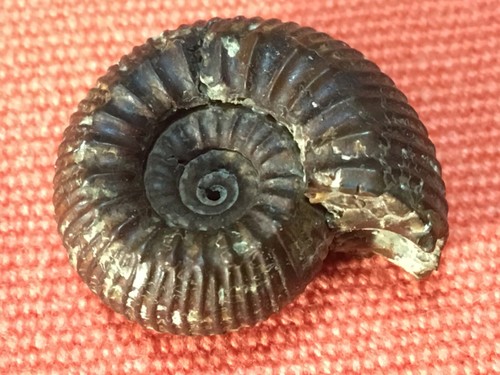 Fossile ammonite pyrite - en,