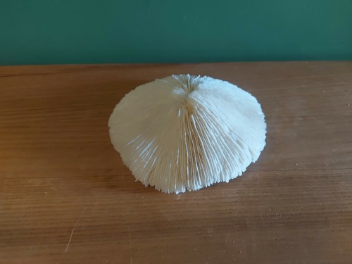 Corail champignon fungia - ,