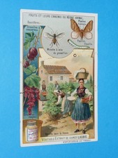 CHROMO 1908 LIEBIG SERIE 931 FRUITS ENNEMIS GROSEILLES HESSE MOUCHE SOIE PHALENE