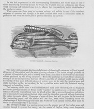 Streifenbarbe Mullus