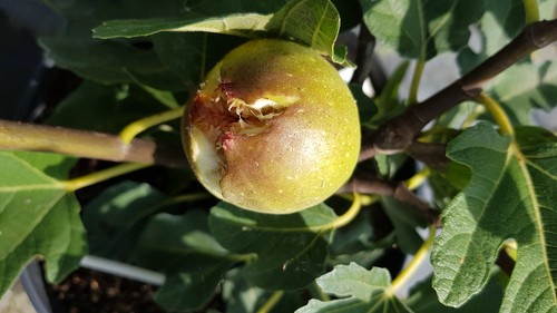 Ficus carica bomholm - carica, 'bomholm's