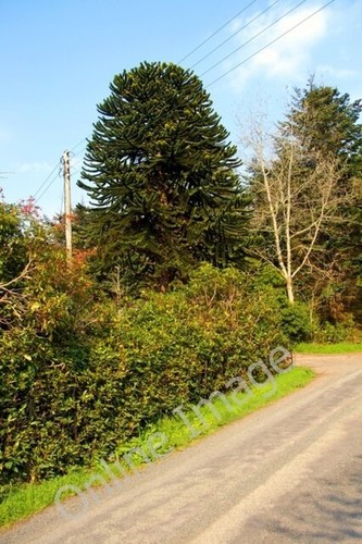 Photo 6x4 raasay - photo,