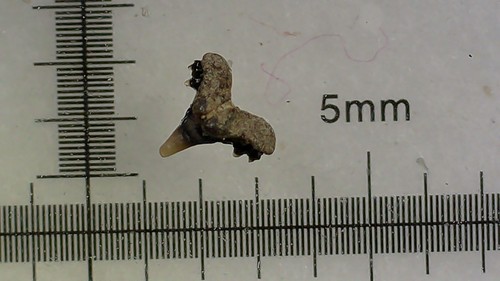 Shark tooth foumtizia - tooth,