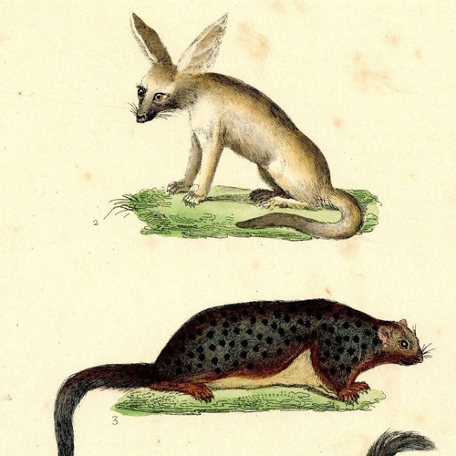 Histoire naturelle fennec - histoire,