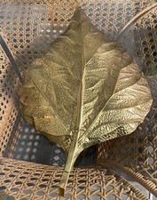 Grande Applique Murale Feuille De Rhubarbe De Tommaso Barbi En laiton Doré