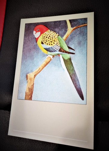 Cpa rosella perruche - cpa,