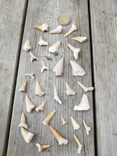 Lot fossiles dents de - lot,