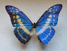 Entomologie Morpho cypris male