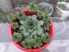 Trois rhizomes de CHOU ORNEMENTAL couvre sol, vivace, de mon jardin