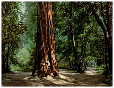 California, Mariposa Grove of Big Tress, Big Redood Tress Vintage photochrom pri