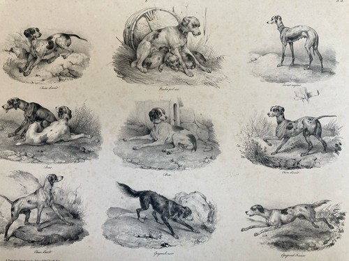 Belle lithographie signée - lithographie,