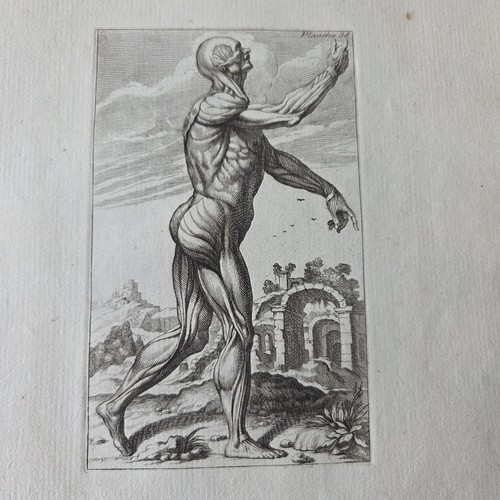 Gravure 1740 ecorché xviiiè - 1740,