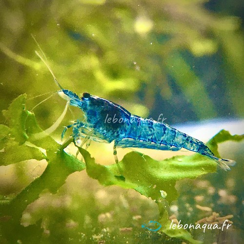 Lot crevettes blue - lot, de