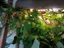 Aquarium aménage en Terrarium Possibilité que les phasmes scorpion