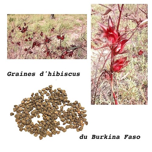 Graines hibiscus bissap gr - bissap, 5