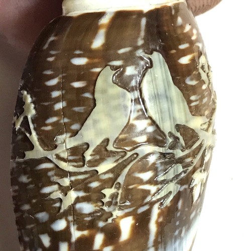 Rare circa 1880 - 1880, coquillage