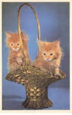CHATS #MK48646 DEUX CHATONS ROUX DANS UN PANIER DORE