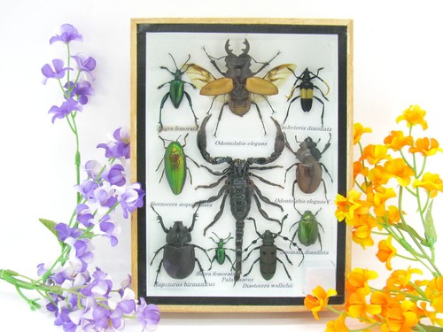 Insectes exotiques réel - exotiques,