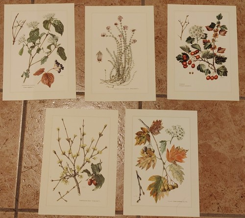 Botanique lot planches en - lot,
