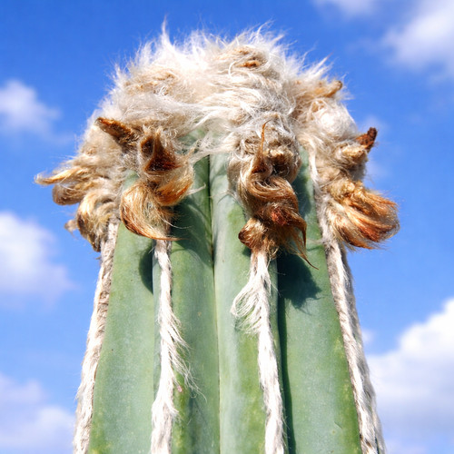 Pilosocereus hermii seeds - hermii,