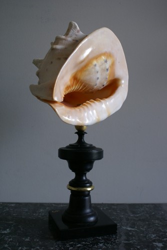 Grand coquillage orange - coquillage,,